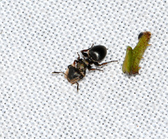 Cephalotes spinosus