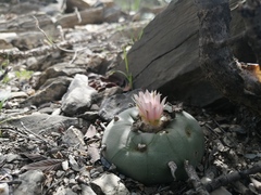 Lophophora diffusa