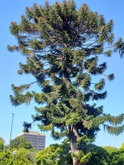 Araucaria
