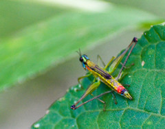Eumastax salazari
