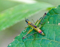 Eumastax salazari