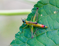 Eumastax salazari