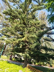 Araucaria