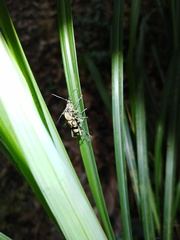 Chlorophorus signaticollis