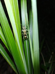 Chlorophorus signaticollis