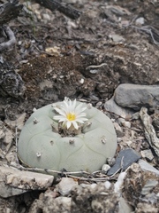 Lophophora diffusa