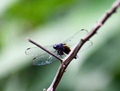 Erythrodiplax basalis