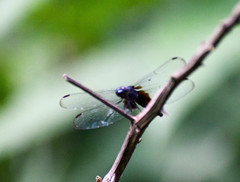 Erythrodiplax basalis