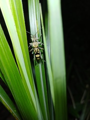 Chlorophorus signaticollis