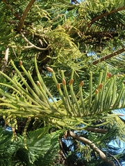 Araucaria