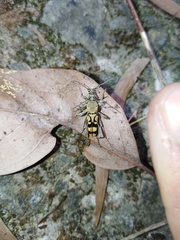 Chlorophorus signaticollis