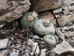 Lophophora diffusa