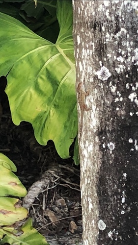 Brown Anole