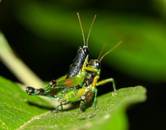 Liebermannacris dorsualis