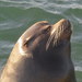 photo of California Sea Lion (Zalophus californianus)