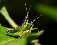 Liebermannacris dorsualis