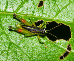 Liebermannacris dorsualis