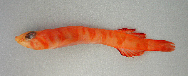 Kuiters schildvis (Kopua kuiteri) — Gobiesocidae