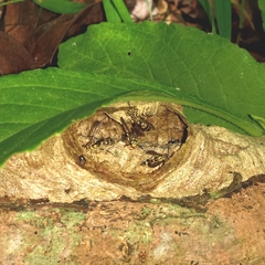 Ropalidia flavobrunnea