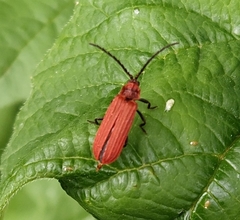 Lopheros rubens