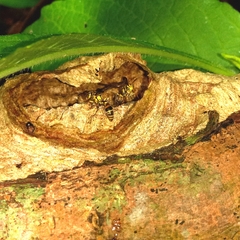 Ropalidia flavobrunnea