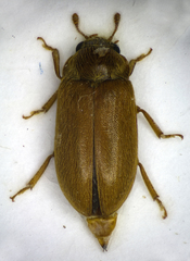 Byturus ochraceus