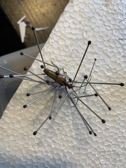 Centrodera decolorata