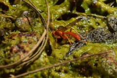 Labeninae