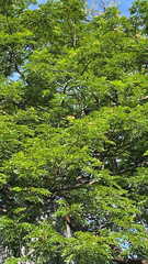 Samanea saman