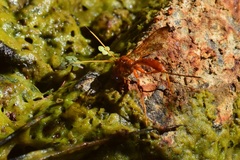 Labeninae
