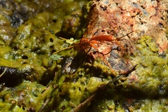 Labeninae