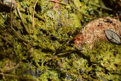 Labeninae