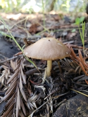 Psathyrella oregonensis