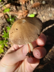 Psathyrella oregonensis