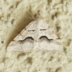 Frederickia ballandrata