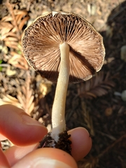 Psathyrella oregonensis