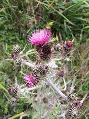 Cirsium douglasii douglasii