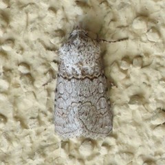 Sympistis perscripta