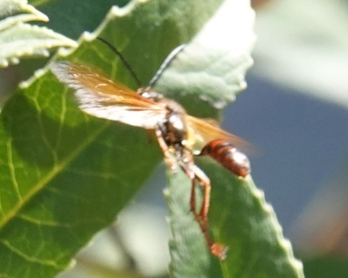 photo of Elegant Grass-carrying Wasp (Isodontia elegans)