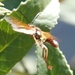 photo of Elegant Grass-carrying Wasp (Isodontia elegans)