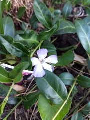 Vinca minor