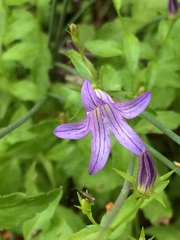 Campanula californica