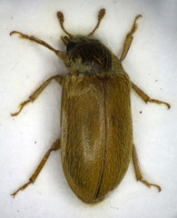 Byturus ochraceus
