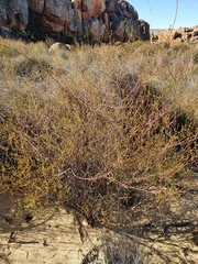 Lachnaea gracilis