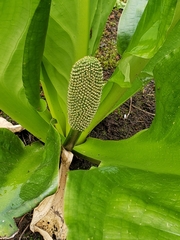 Lysichiton