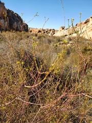 Lachnaea gracilis