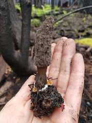 Morchella tomentosa
