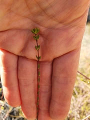 Lachnaea gracilis