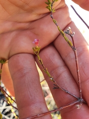 Lachnaea gracilis