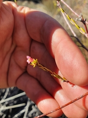 Lachnaea gracilis